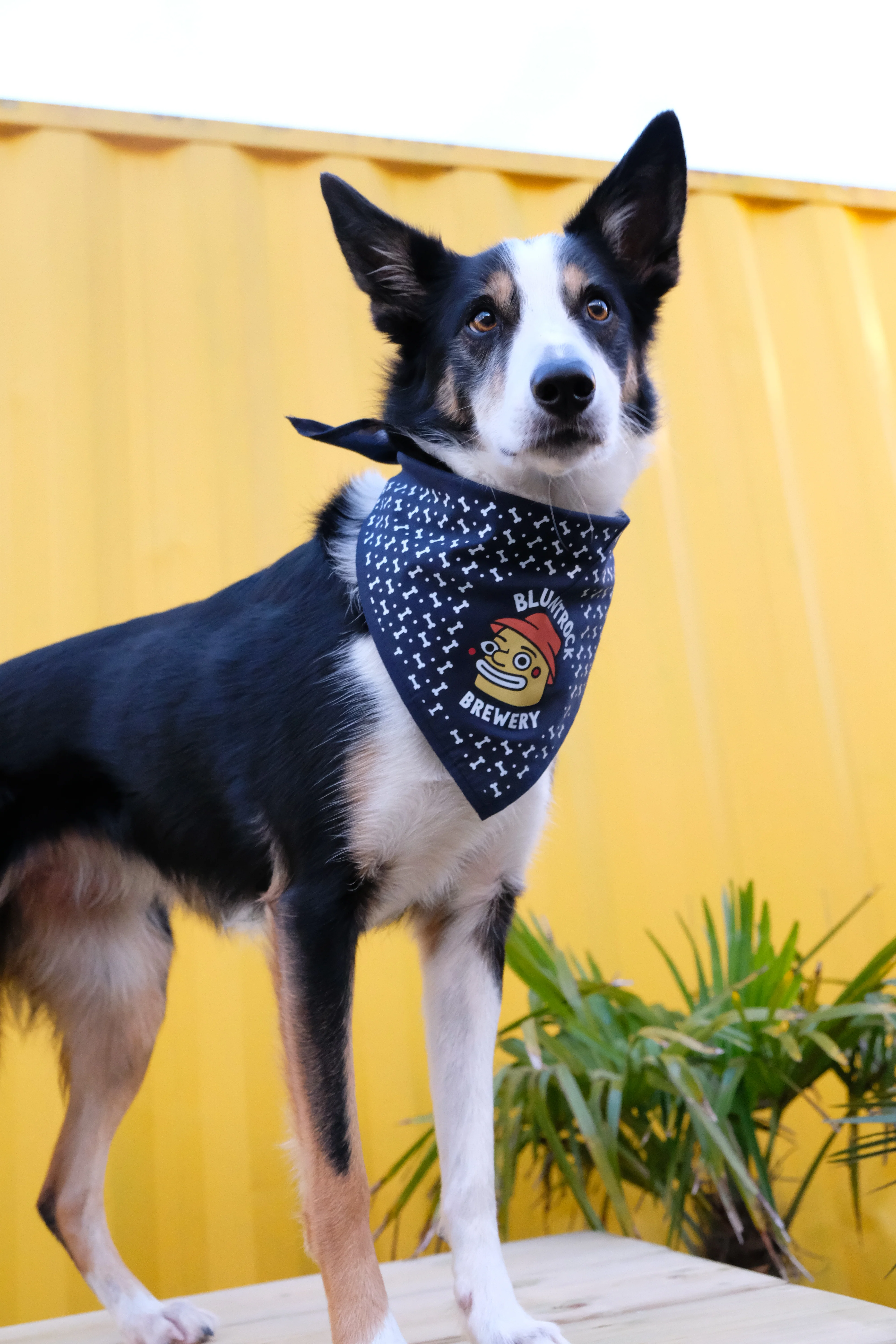 Bluntrock Dog Bandana - Image 3