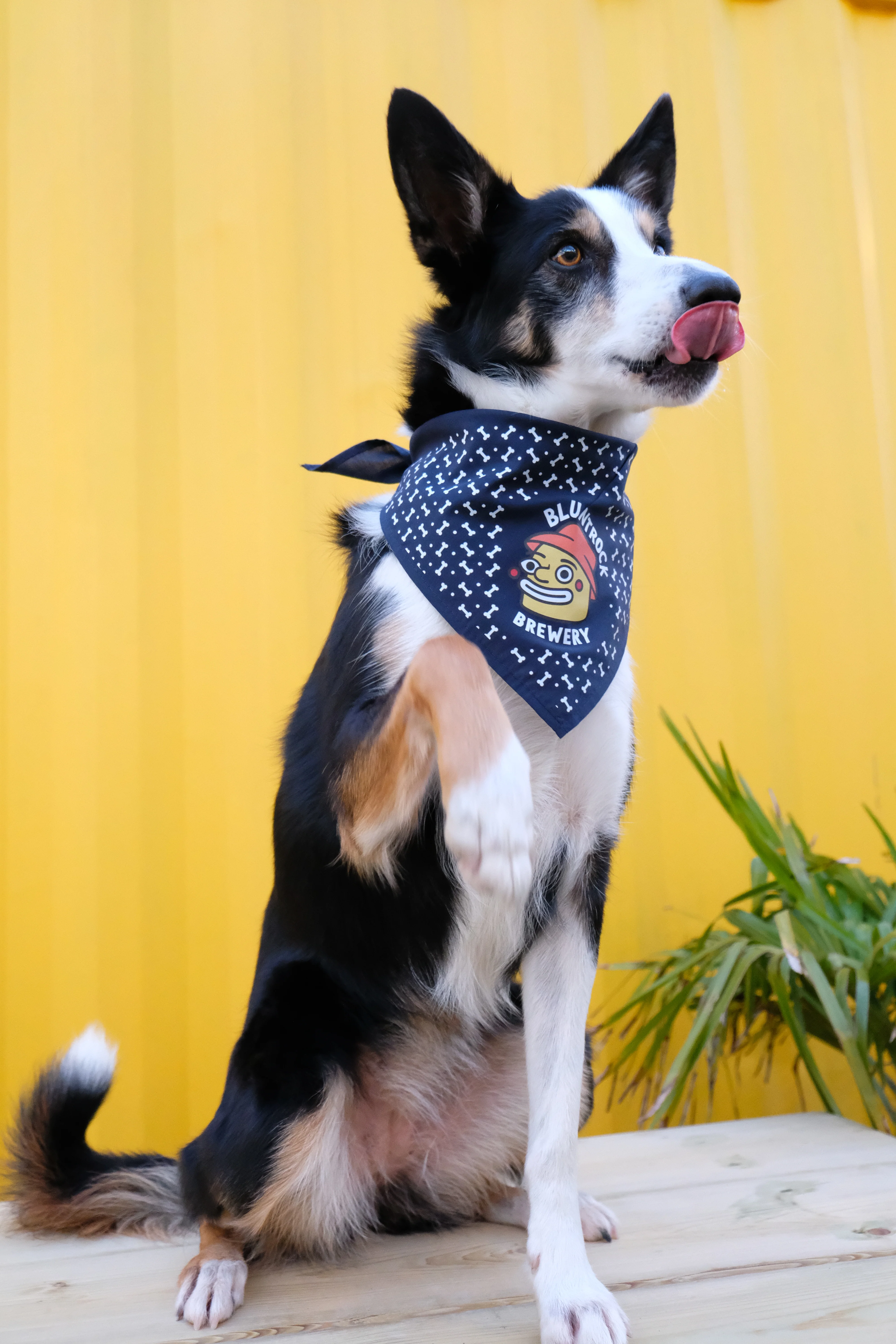 Bluntrock Dog Bandana - Image 4